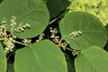 Reynoutria japonica, synonyms Fallopia japonica, Japanese Knotweed