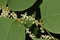 Reynoutria japonica, synonyms Fallopia japonica, Japanese Knotweed