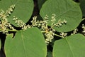 Reynoutria japonica, synonyms Fallopia japonica, Japanese Knotweed