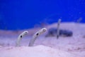 RF- Spotted garden eels Heteroconger hassi. Royalty Free Stock Photo