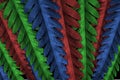 RGB fern leaves , nature concept with colorful folliage