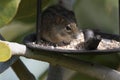 Rhabdomy or 4 striped mouse, eating bird seed from bird feeder, with seed visible on face