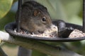 Rhabdomy or 4 striped mouse, eating bird seed from bird feeder.