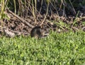 Rhabdomy or 4 striped mouse, eating grass