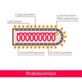Rhabdoviridae. Classification of viruses.
