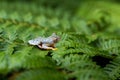 Rhacophorus bipunctatus Double-spotted Tree frog, Orange-webbed Royalty Free Stock Photo