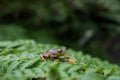 Rhacophorus bipunctatus Double-spotted Tree frog, Orange-webbed Royalty Free Stock Photo