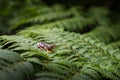 Rhacophorus bipunctatus Double-spotted Tree frog, Orange-webbed Royalty Free Stock Photo