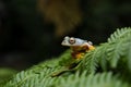 Rhacophorus bipunctatus Double-spotted Tree frog, Orange-webbed Royalty Free Stock Photo