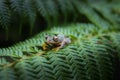 Rhacophorus bipunctatus Double-spotted Tree frog, Orange-webbed Royalty Free Stock Photo