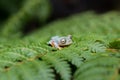 Rhacophorus bipunctatus Double-spotted Tree frog, Orange-webbed Royalty Free Stock Photo