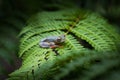 Rhacophorus bipunctatus Double-spotted Tree frog, Orange-webbed Royalty Free Stock Photo