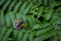 Rhacophorus bipunctatus Double-spotted Tree frog, Orange-webbed Royalty Free Stock Photo