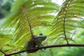 Rhacophorus feae Feas Tree Frog ,Tree Frog on Large Palm Leaf