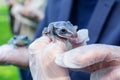 Rhacophorus Feae The Leonardo Fea is sitting on gloved hands.