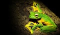 Rhacophorus nigropalmatus Wallace`s Tree Frog clinging to the bark Royalty Free Stock Photo