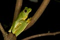 Rhacophorus pseudomalabaricus Adult seen near Munnar,kerala,India