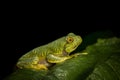 Rhacophorus pseudomalabaricus Juvenile seen near Munnar,kerala,India