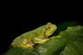 Rhacophorus pseudomalabaricus type of flying frog endemic to the Anaimalai Hills of Tamil Nadu and Kerala states