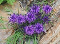 Rhaetian rampion in bloom (Phyteuma hedraianthifolium)