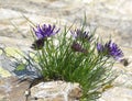 Rhaetian rampion (Phyteuma hedraianthifolium)