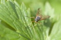 Rhagio scolopaceus front on leaf Schnepfenfliege