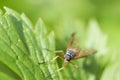 Rhagio scolopaceus near on leaf Schnepfenfliege