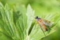 Rhagio scolopaceus on leaf Schnepfenfliege