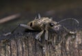 Rhagium mordax Royalty Free Stock Photo