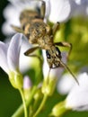 Rhagium mordax beetle in vegetation