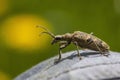 Rhagium mordax - Kousavec hlodavÃÂ½ Royalty Free Stock Photo