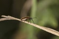 Rhagonycha fulva, brown insect is walking on the dry grass