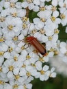 Rhagonycha fulva