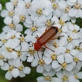 Rhagonycha fulva