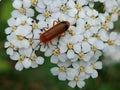 Rhagonycha fulva