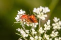 Rhagonycha fulva, the common red soldier beetle, also misleadingly known as the bloodsucker beetle, having fun