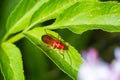 Rhagonycha fulva, the common red soldier beetle on a leaf of grass. Macro shot, beautiful blurred background Royalty Free Stock Photo
