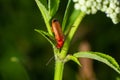 Rhagonycha fulva, the common red soldier beetle on a leaf of grass. Macro shot, beautiful blurred background Royalty Free Stock Photo