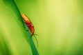 Rhagonycha fulva, the common red soldier beetle on a leaf of grass. Macro shot, beautiful blurred background Royalty Free Stock Photo