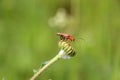 Rhagonycha fulva Royalty Free Stock Photo