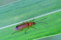 Rhagonycha fulva