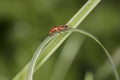 Rhagonycha fulva, red flying insect on the grass