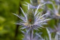 Rhagonycha fulva or rufous softfoot on a blue eryngium flower