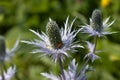 Rhagonycha fulva or rufous softfoot on a blue eryngium flower