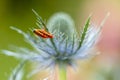 Rhagonycha fulva or rufous softfoot on a blue eryngium flower