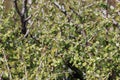 Rhamnus Crocea Leaf - Santa Ana Mtns - 121723