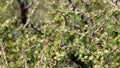 Rhamnus Crocea Leaf - Santa Ana Mtns - 121723
