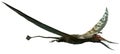 Rhamphorhynchus