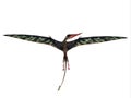 Rhamphorhynchus Wings Extended