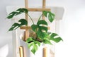 Rhaphidophora tetrasperma or Mini monstera Ginny philodendron in white ceramic pot on the chair